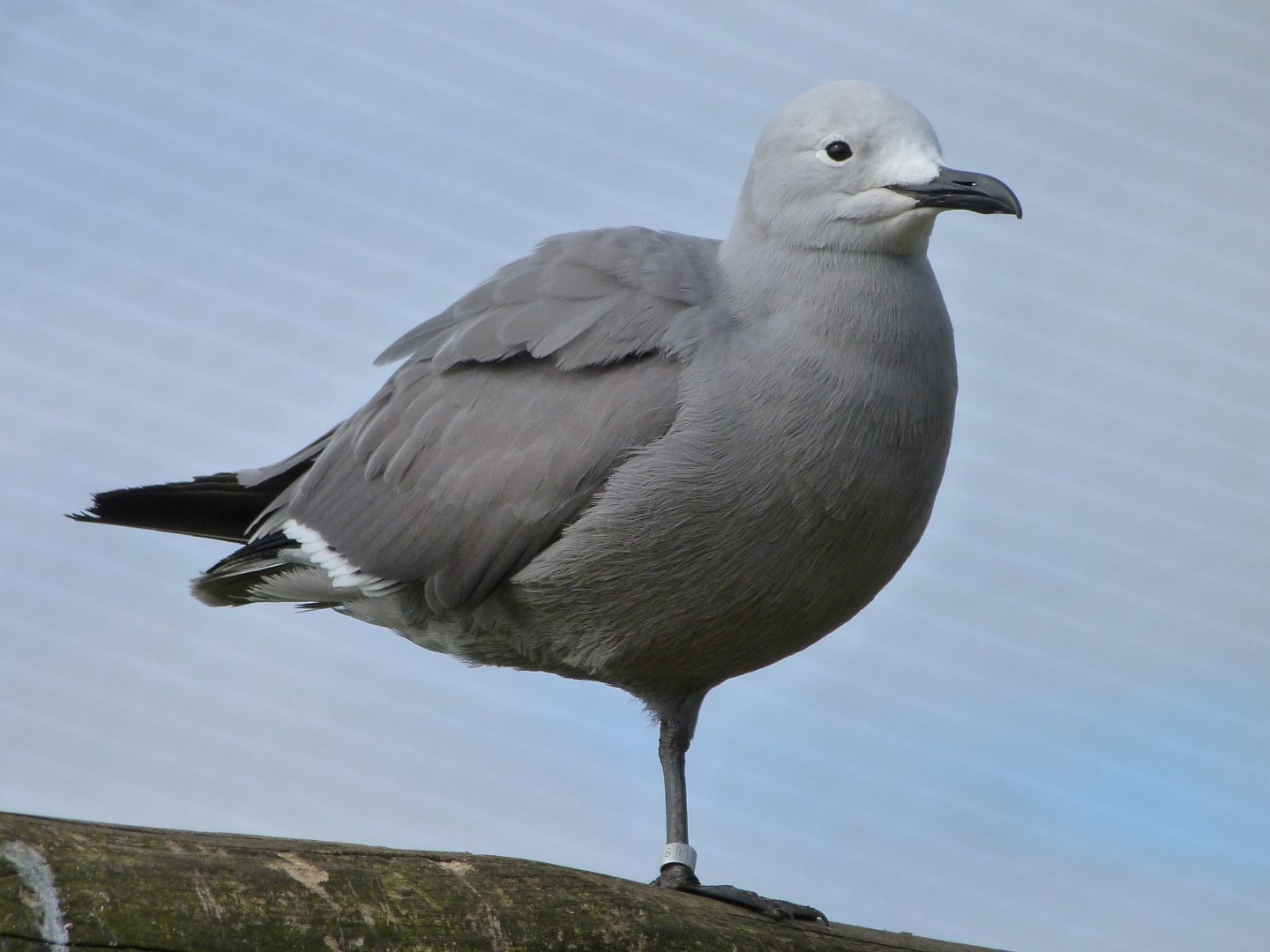 Grey gull -Bioparc de Doué la Fontaine (2025)