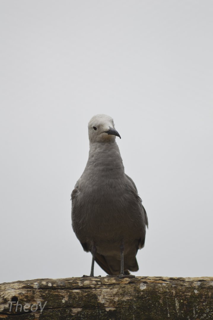 Grey gull - Grande volière sud-américaine [2020]