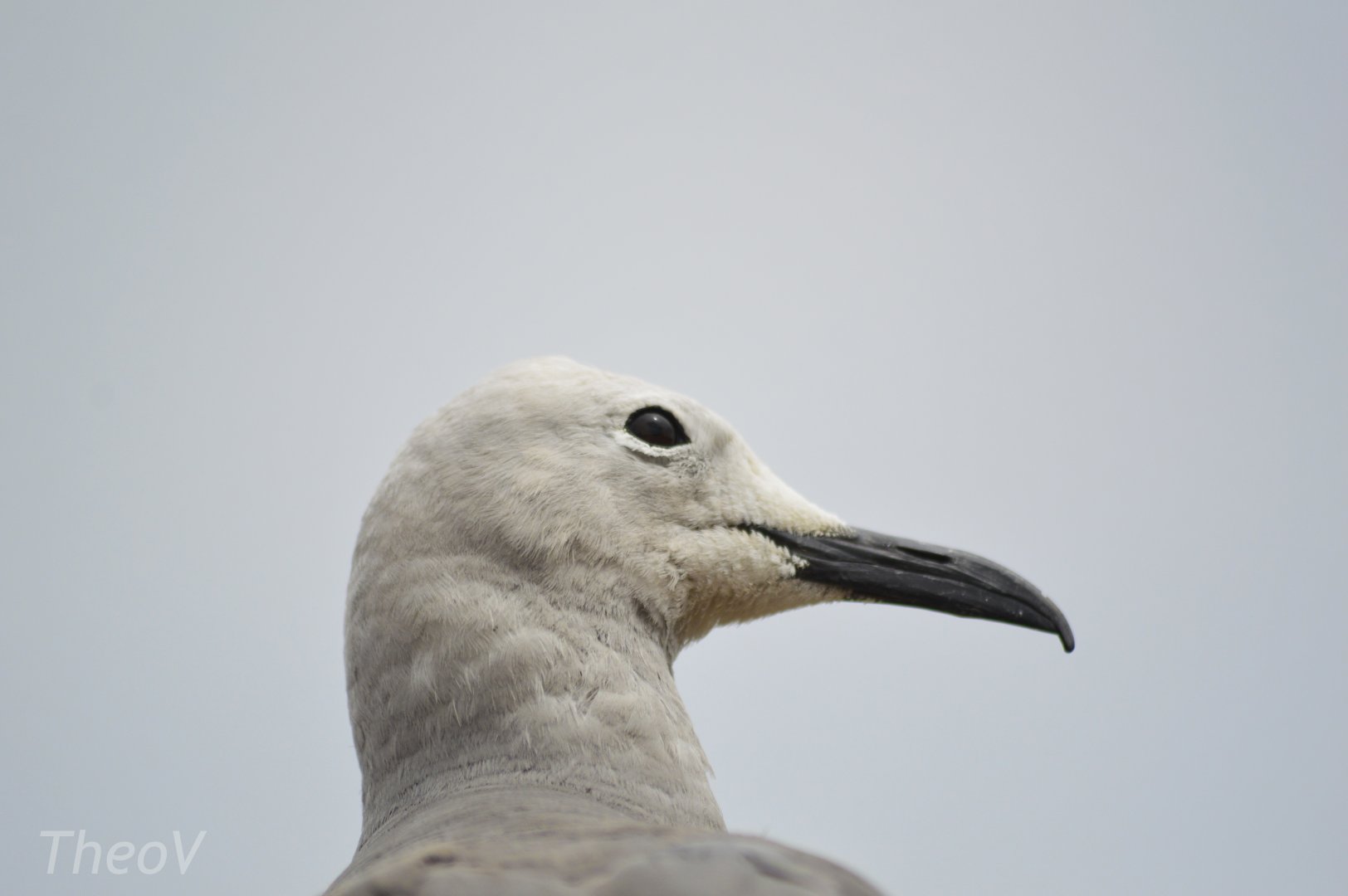 Grey gull - Grande volière sud-américaine [2020]