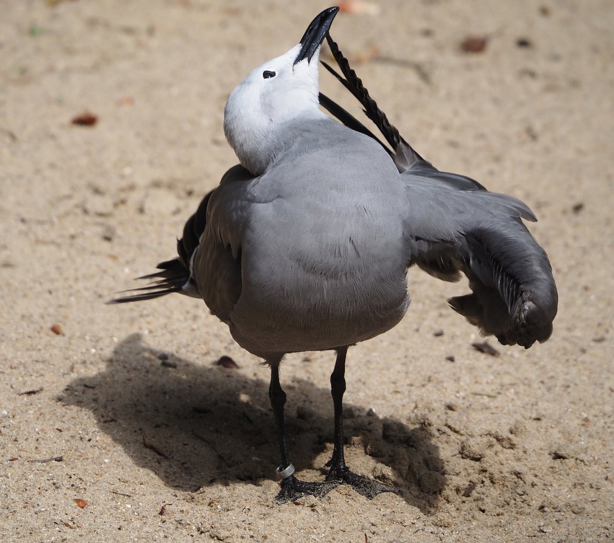 Grey gull (Leucophaeus modestus), 2024-05-21