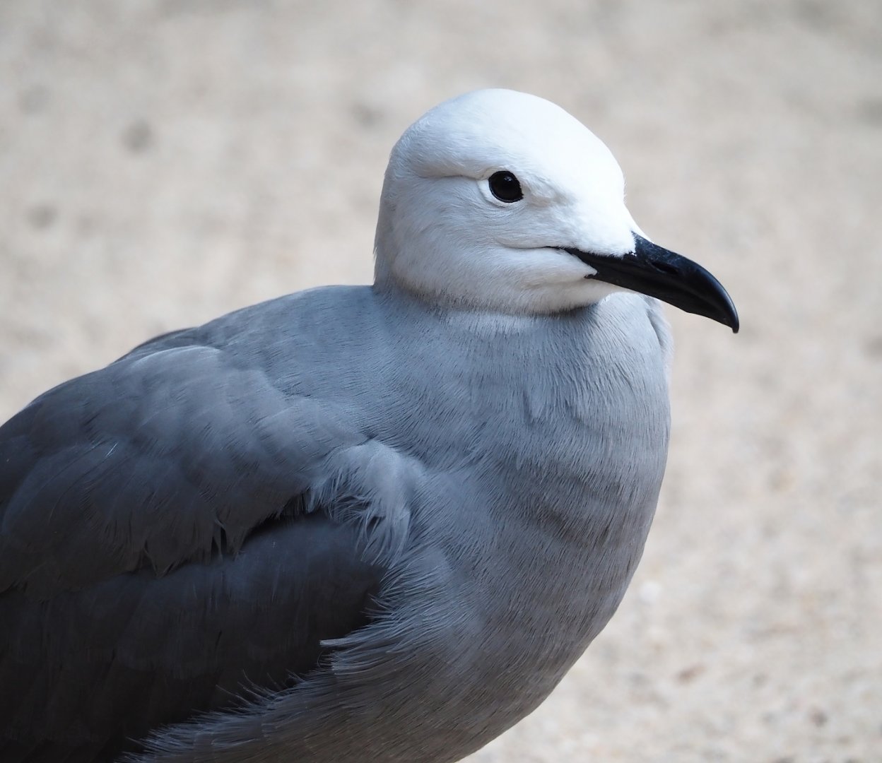 Grey gull (Leucophaeus modestus), 2024-05-23