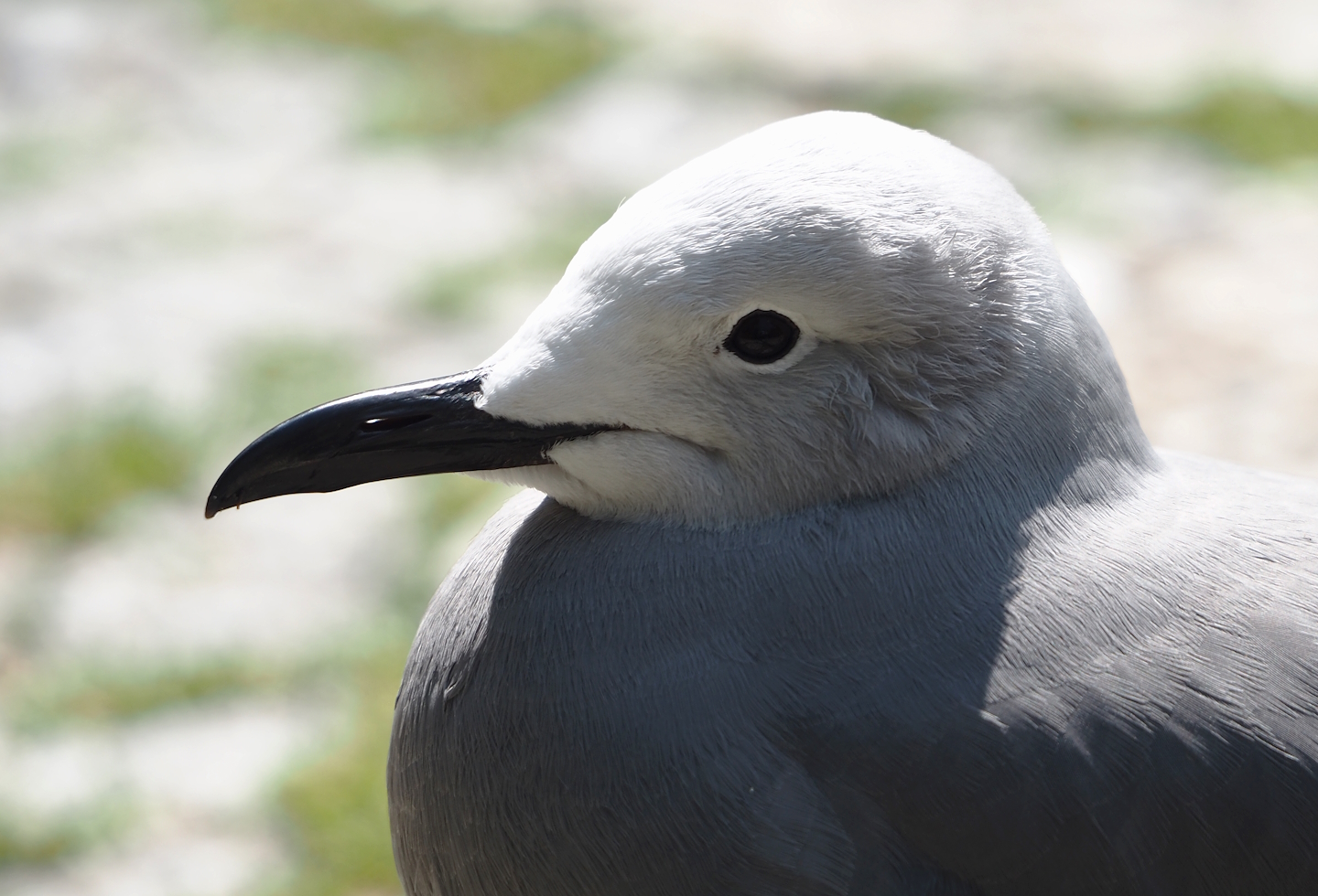 Grey gull (Leucophaeus modestus), 2024-05-24