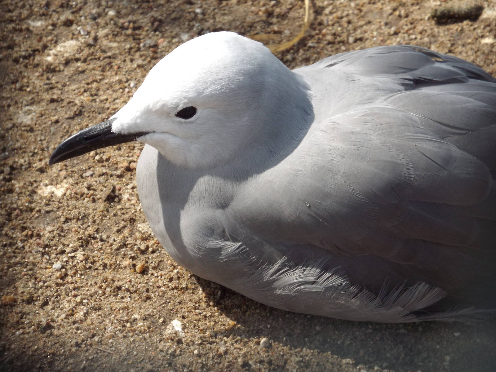 Grey Gull (Leucophaeus modestus) at Tierpark Berlin - April 8th 2014
