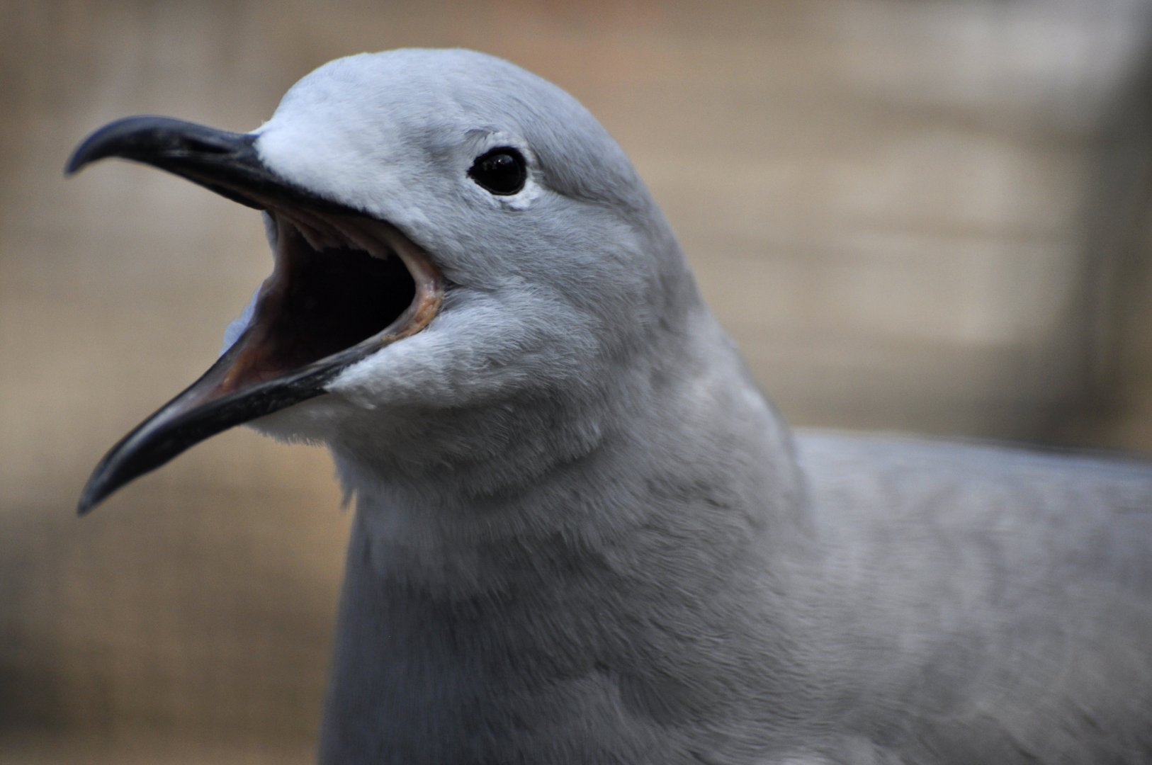Grey gull (Leucophaeus modestus)