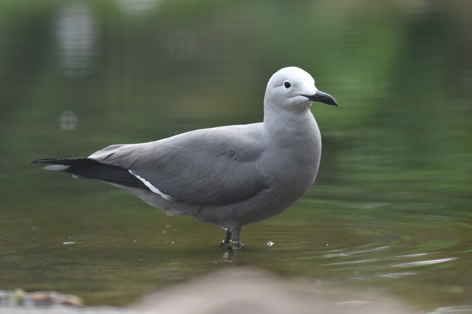 Grey gull (Leucophaeus modestus)