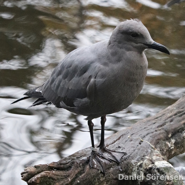 Grey gull (Leucophaeus modestus)