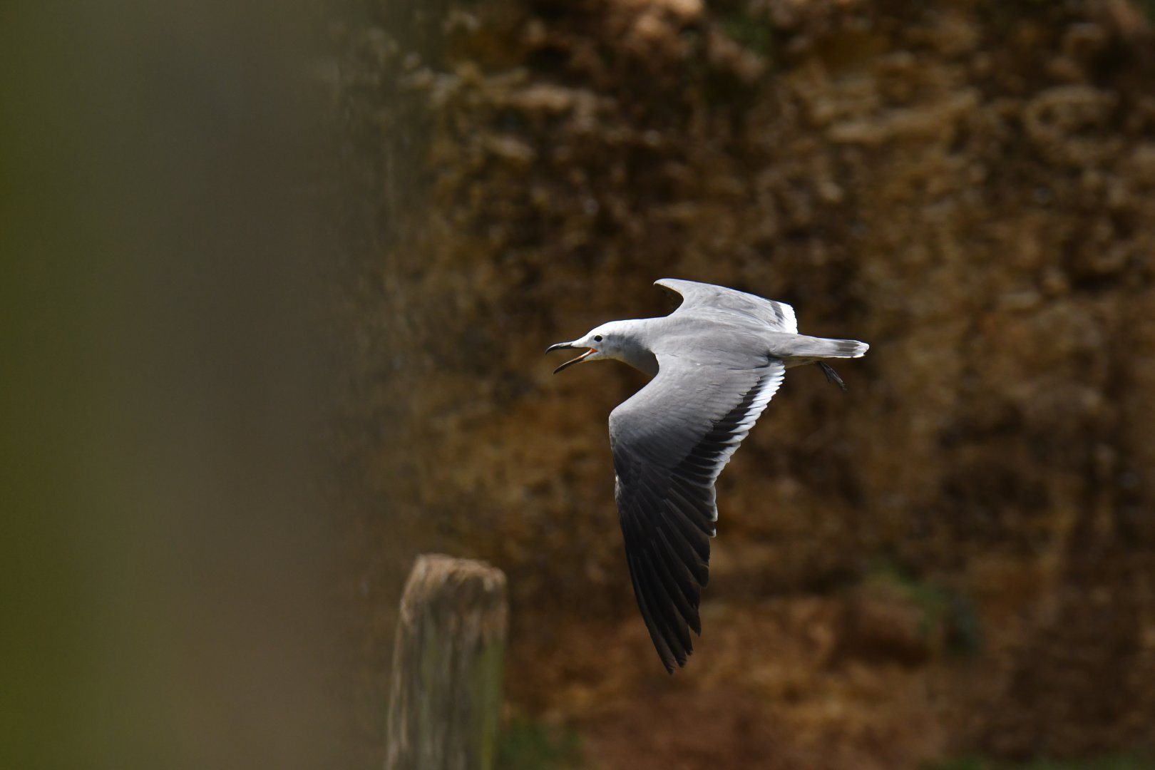 Grey Gull (Leucophaeus modestus)