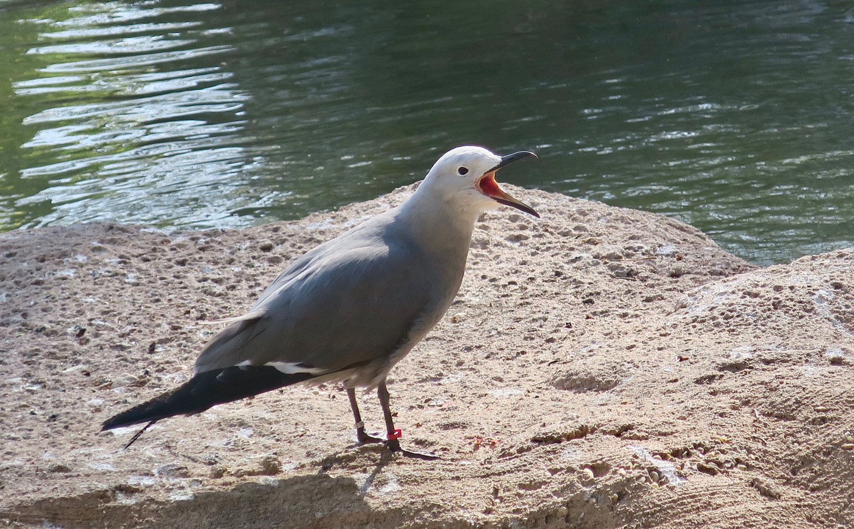 Grey Gull (Leucophaeus modestus)