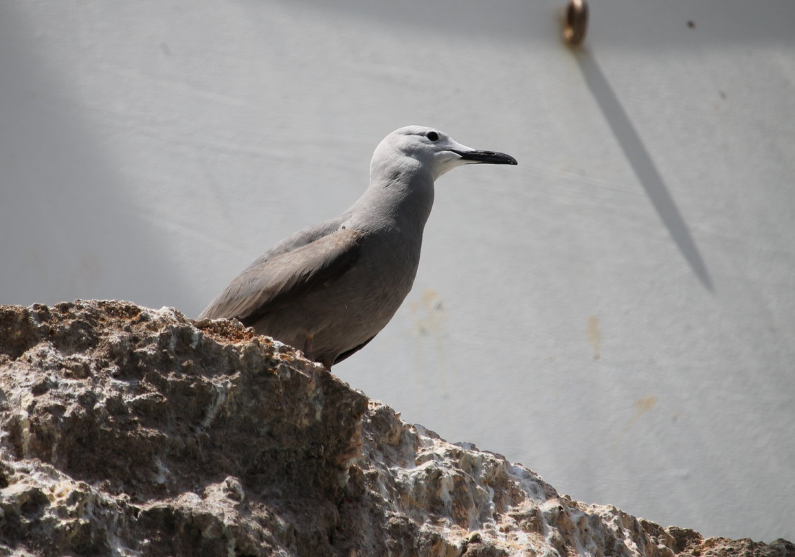 Grey Gull (Leucophaeus modestus)