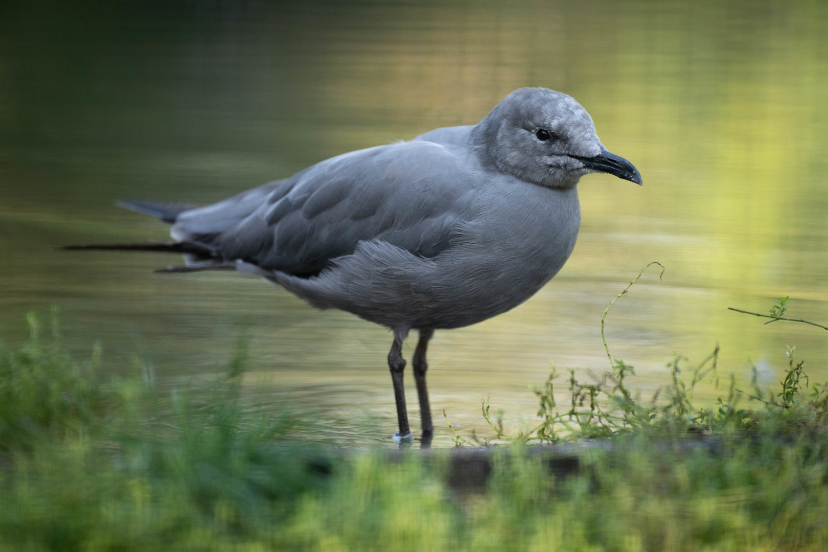 Grey gull (Leucophaeus modestus)