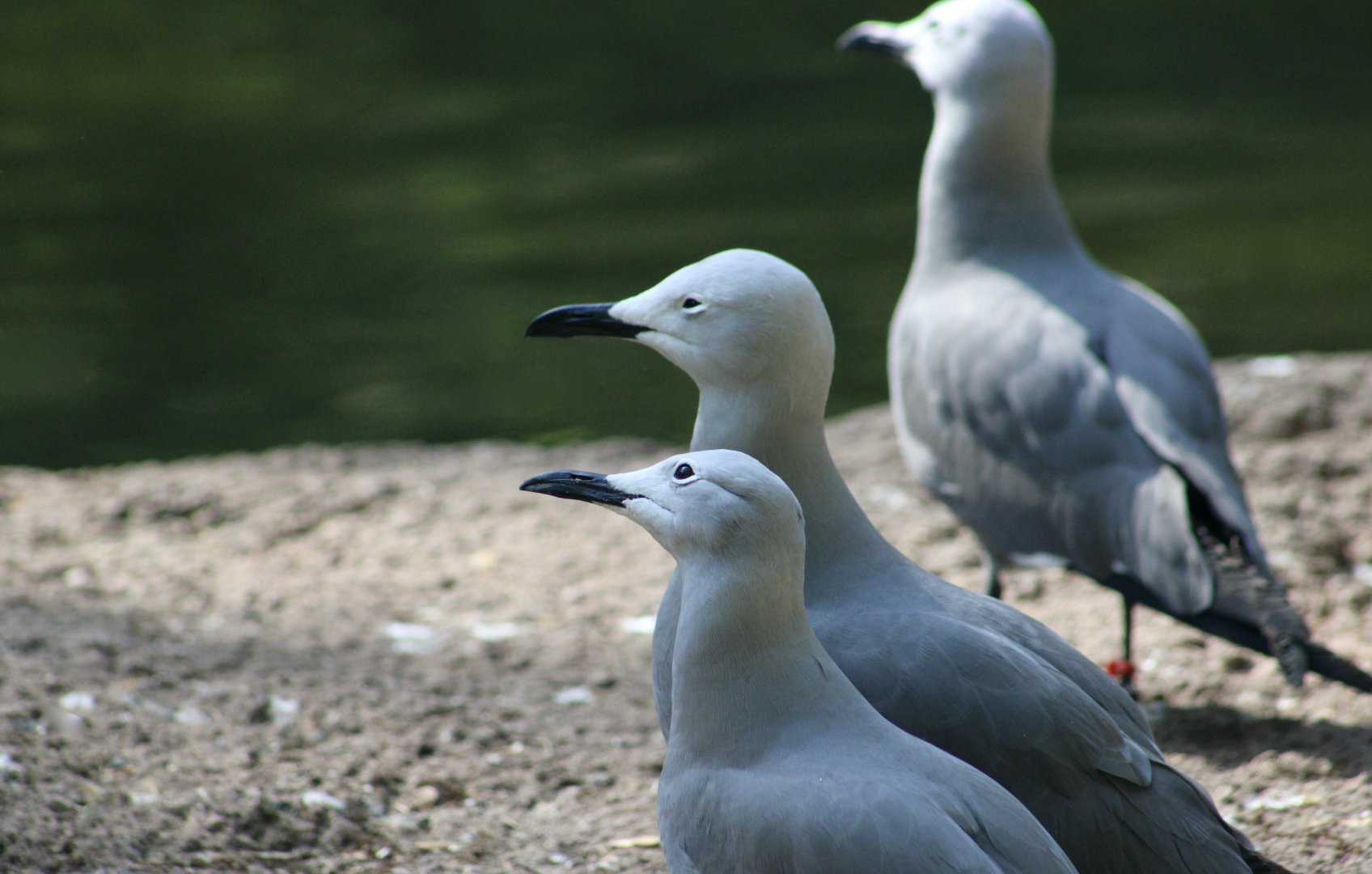 Grey Gull (Leucophaeus modestus)