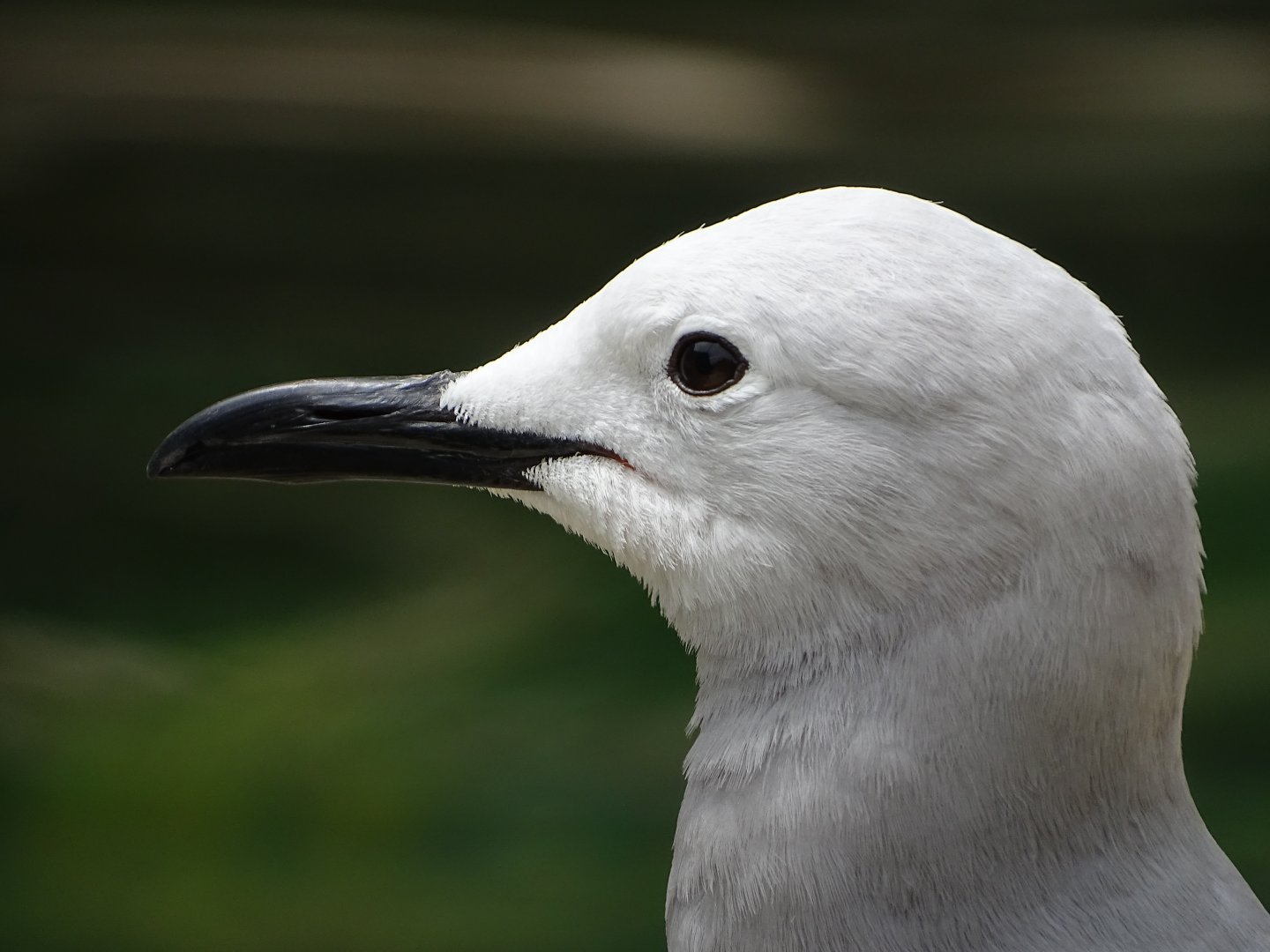 Grey gull (Leucophaeus modestus)