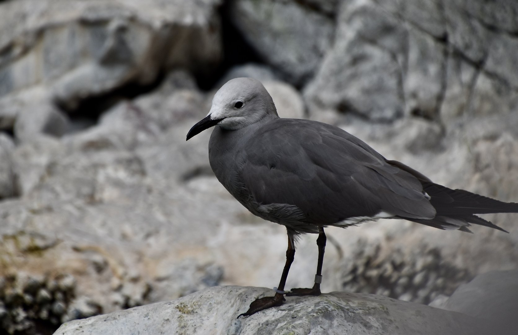 Grey Gull (Leucophaeus modestus)