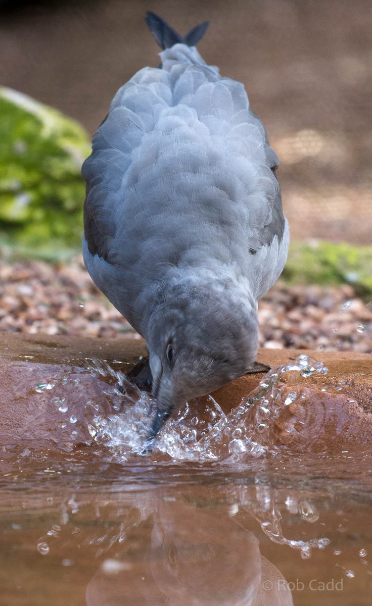 Grey gull : Paignton : 23 Sep 2015