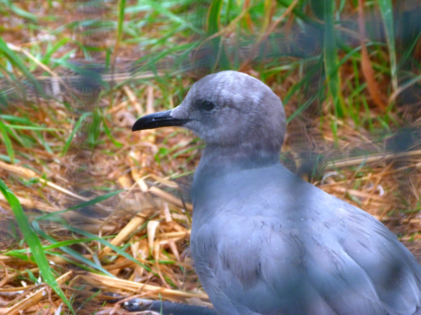 Grey gull -Tierpark Berlin (2024)