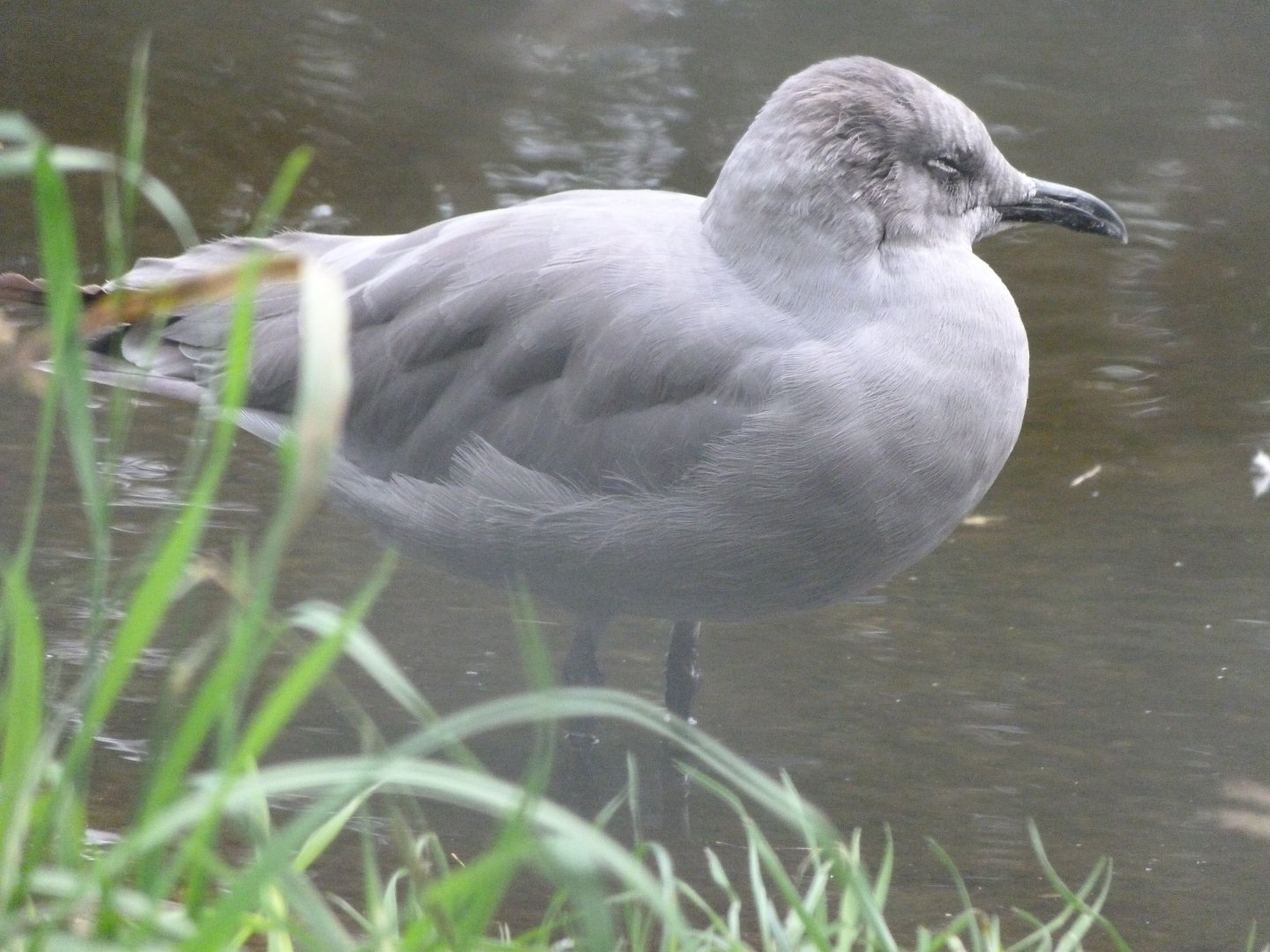 Grey gull -Tierpark Berlin (2024)