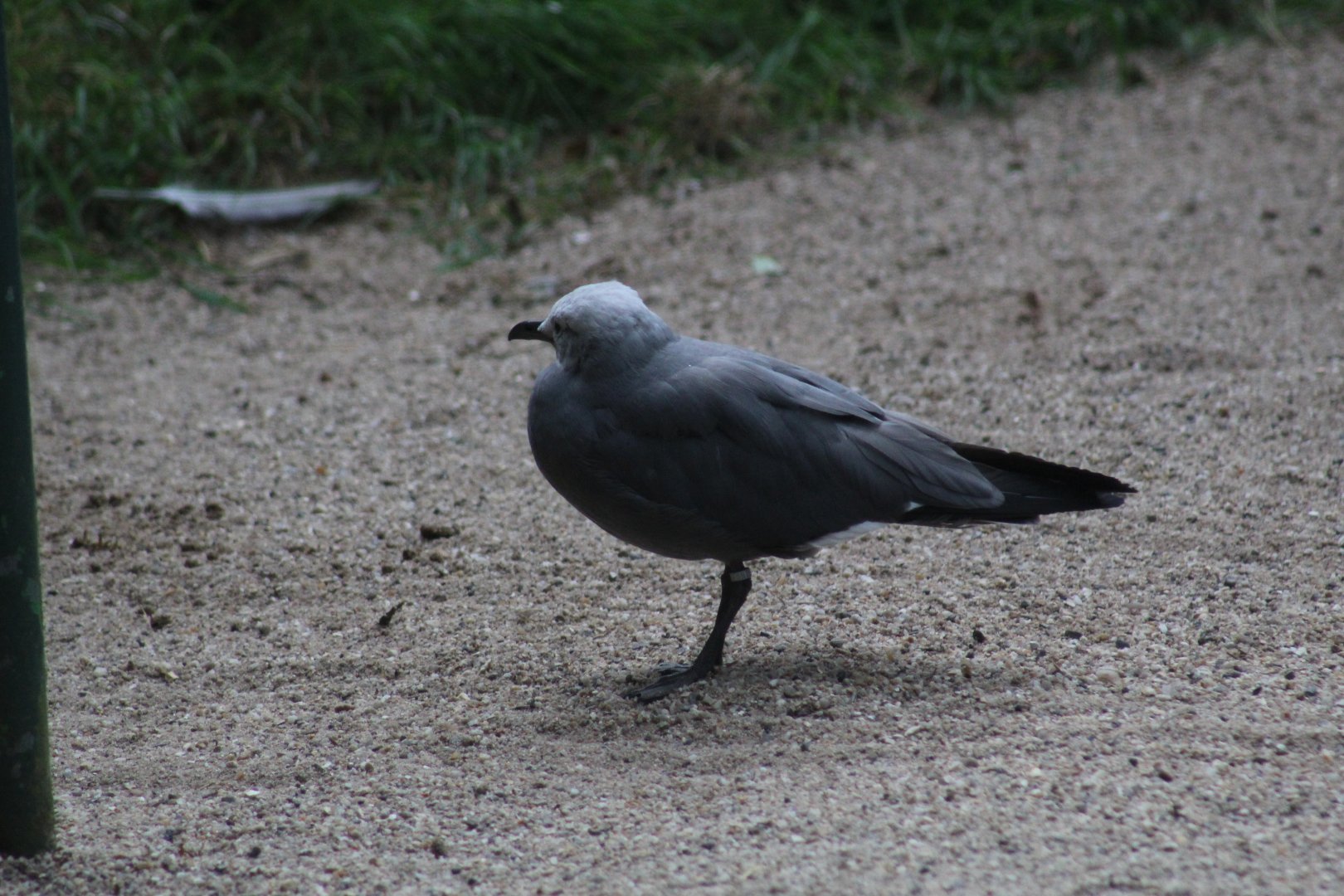 Grey Gull