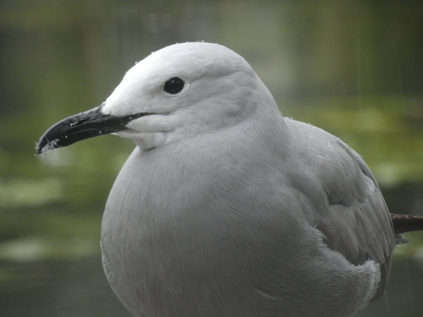 Grey Gull