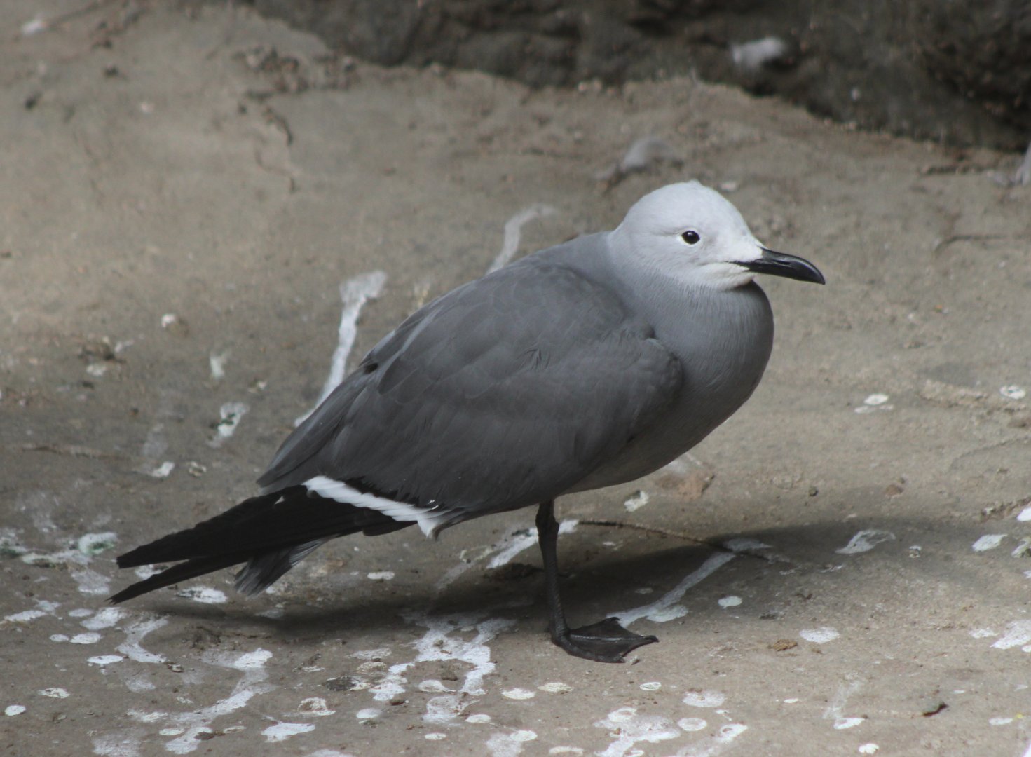 Grey gull