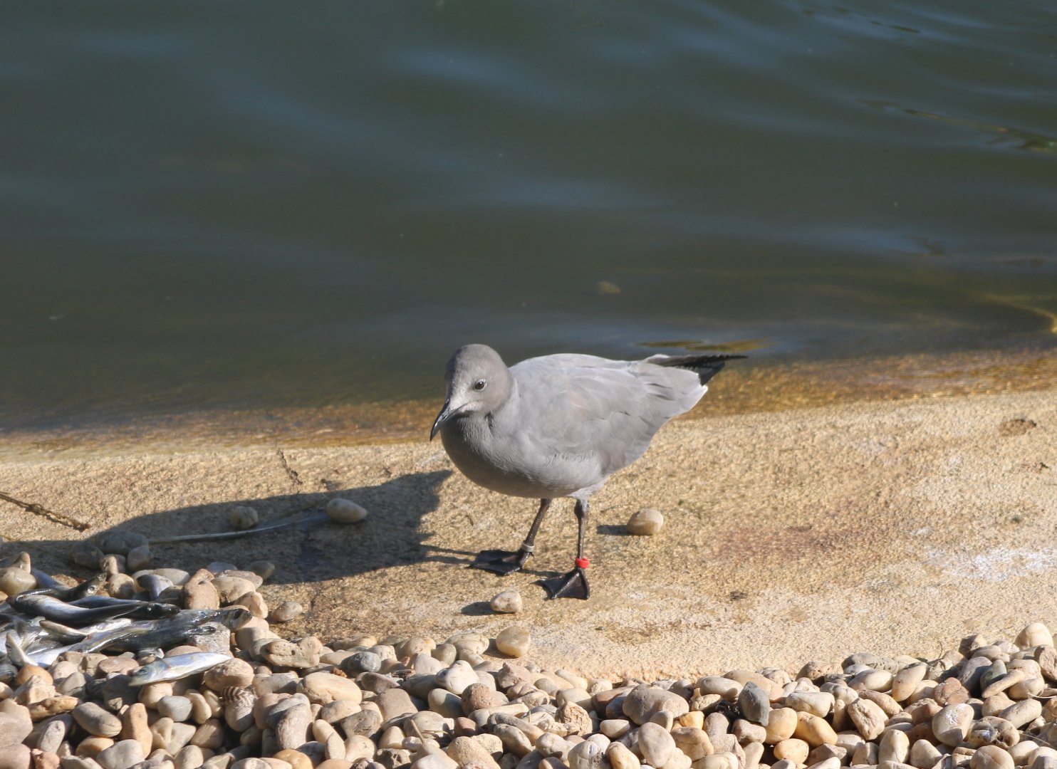 Grey gull