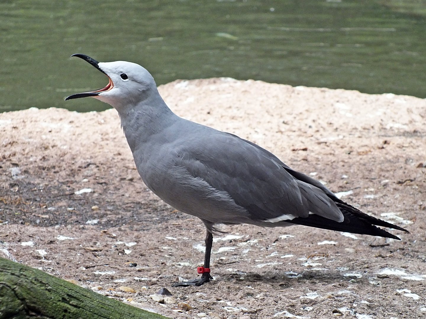Grey gull