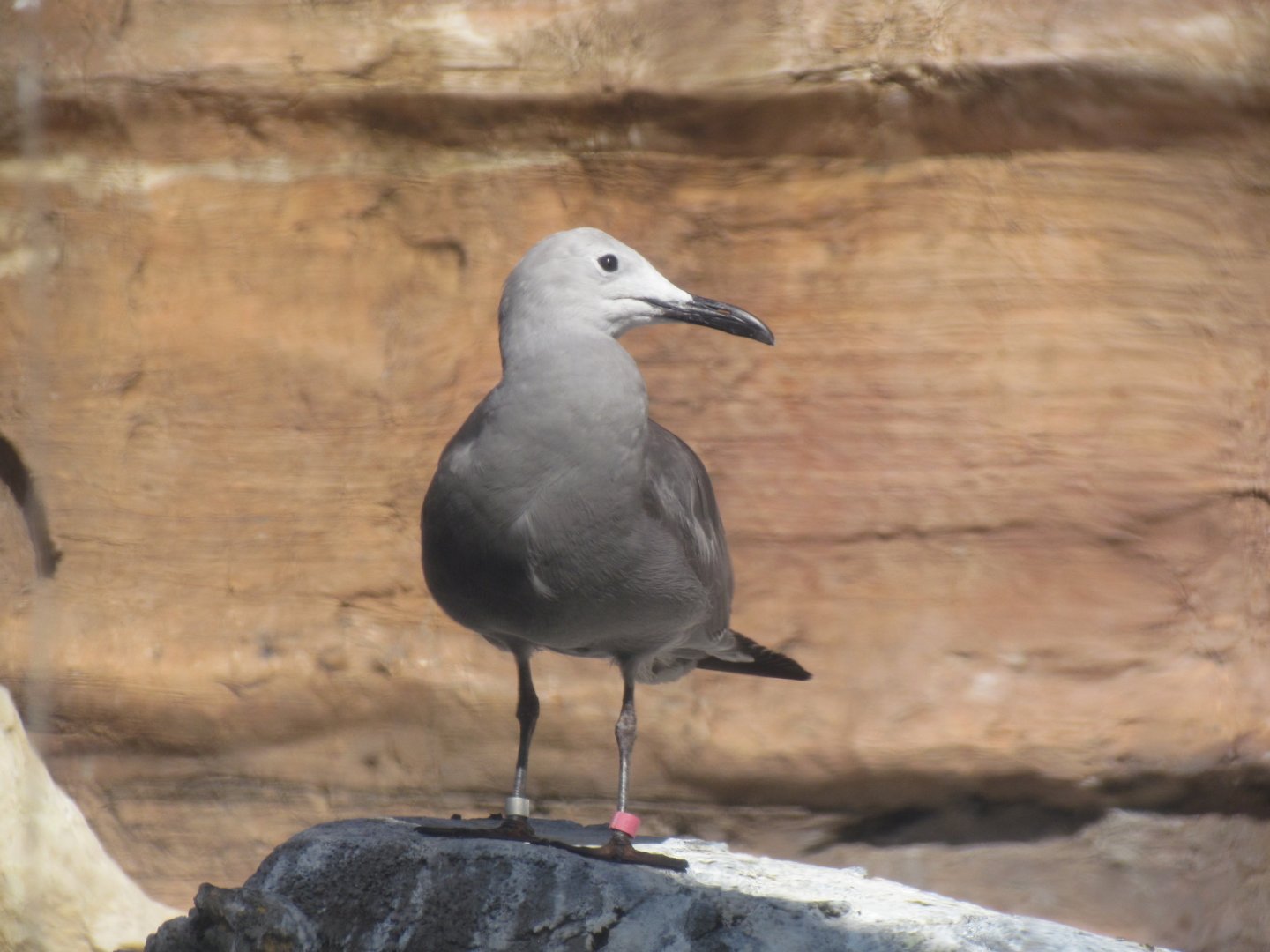 Grey Gull
