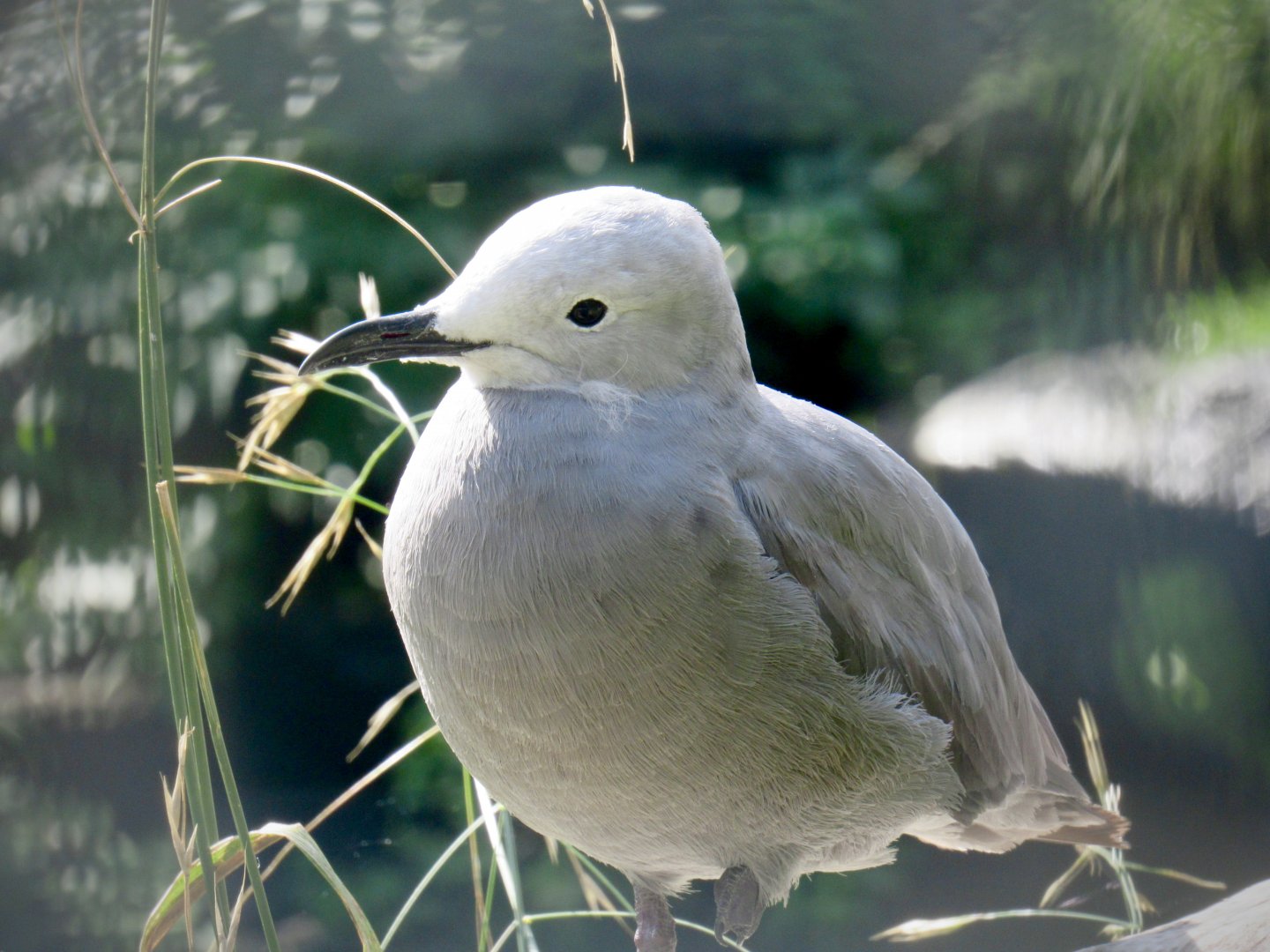 Grey gull