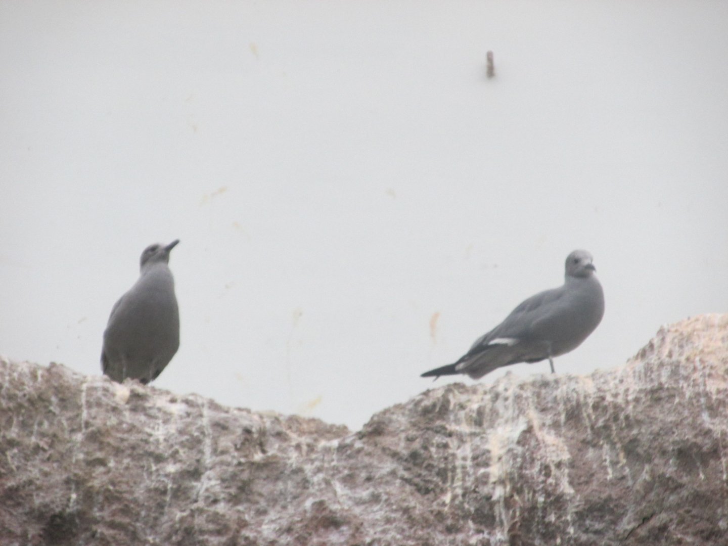 grey gulls