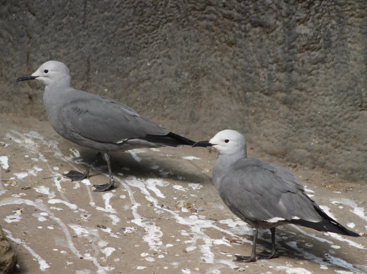 Grey gulls