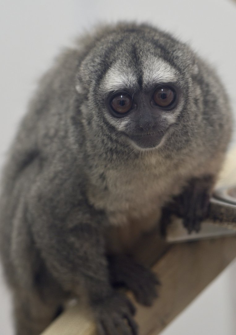 Grey-handed douroucouli