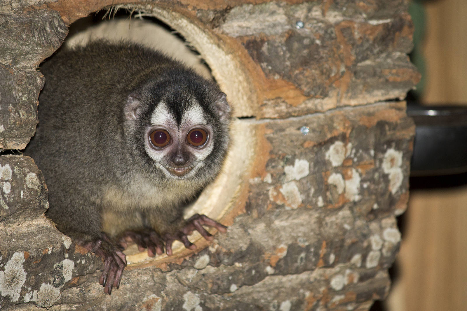 Grey-handed night monkey, 4/01/15