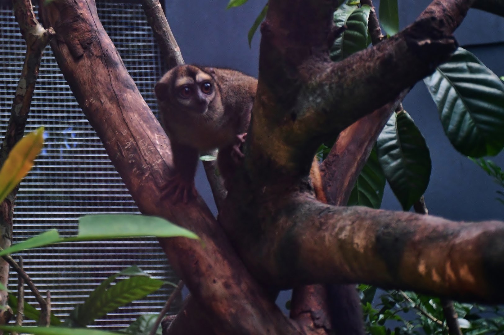 Grey-handed Night Monkey (Aotus griseimembra)