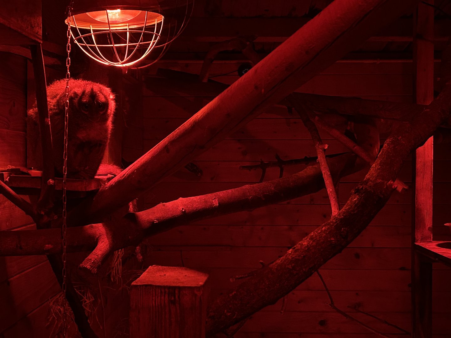 Grey-handed Night Monkey (Aotus griseimembra)