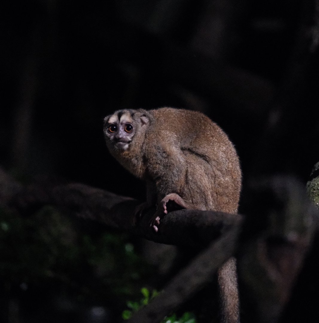 Grey-handed Night Monkey (Aotus griseimembra)