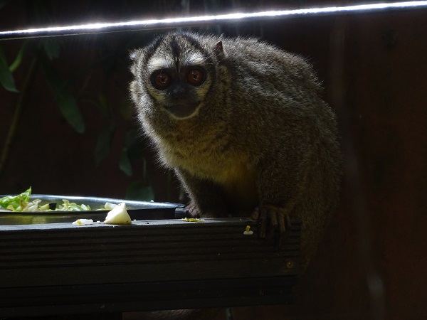 Grey-handed Night Monkey (Aotus lemurinus griseimembra) (04/22)