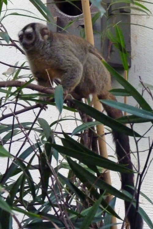 Grey-handed night monkey (Aotus lemurinus griseimembra)