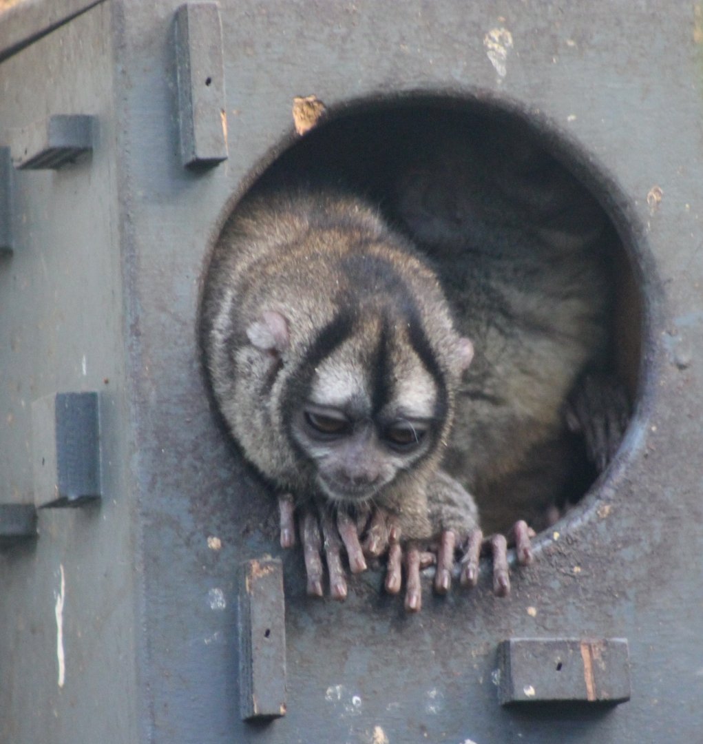 Grey-handed night monkey