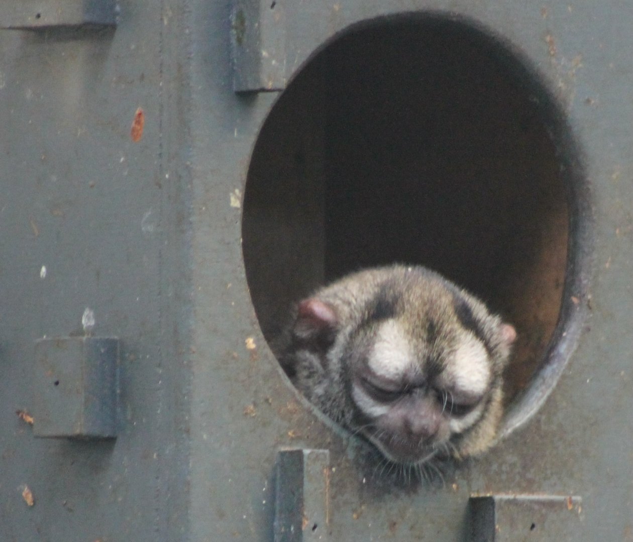Grey-handed night monkey