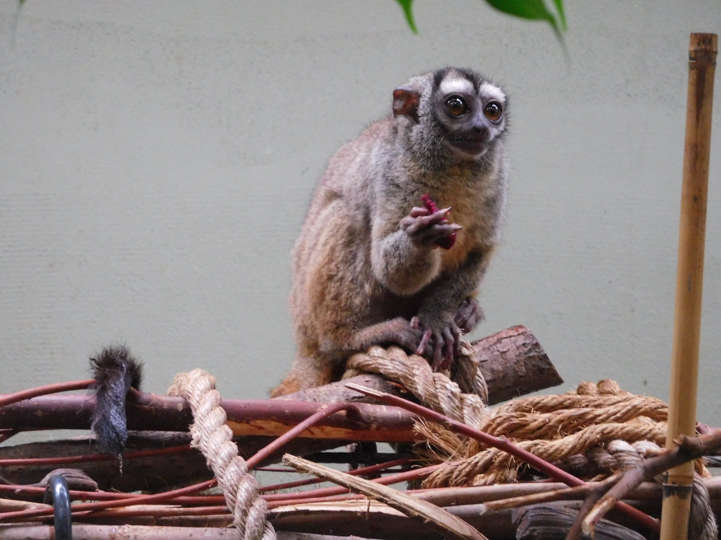 Grey-handed night monkey