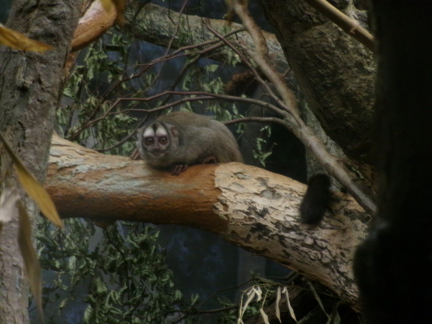 Grey-handed Night Monkey