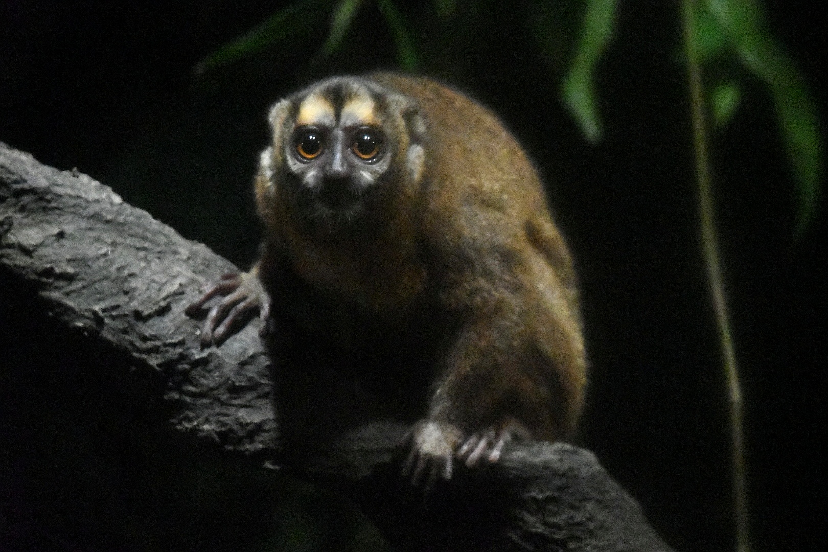 Grey-handed Night Monkey