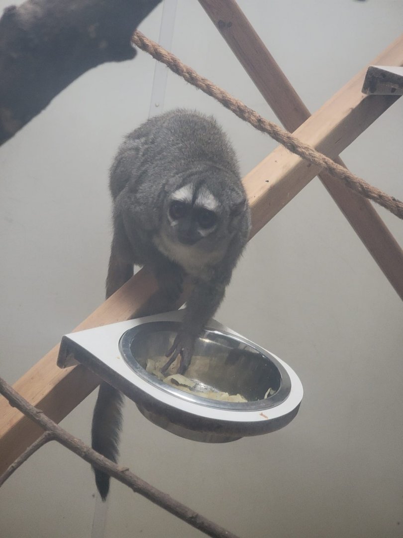 Grey-Handed Night Monkey