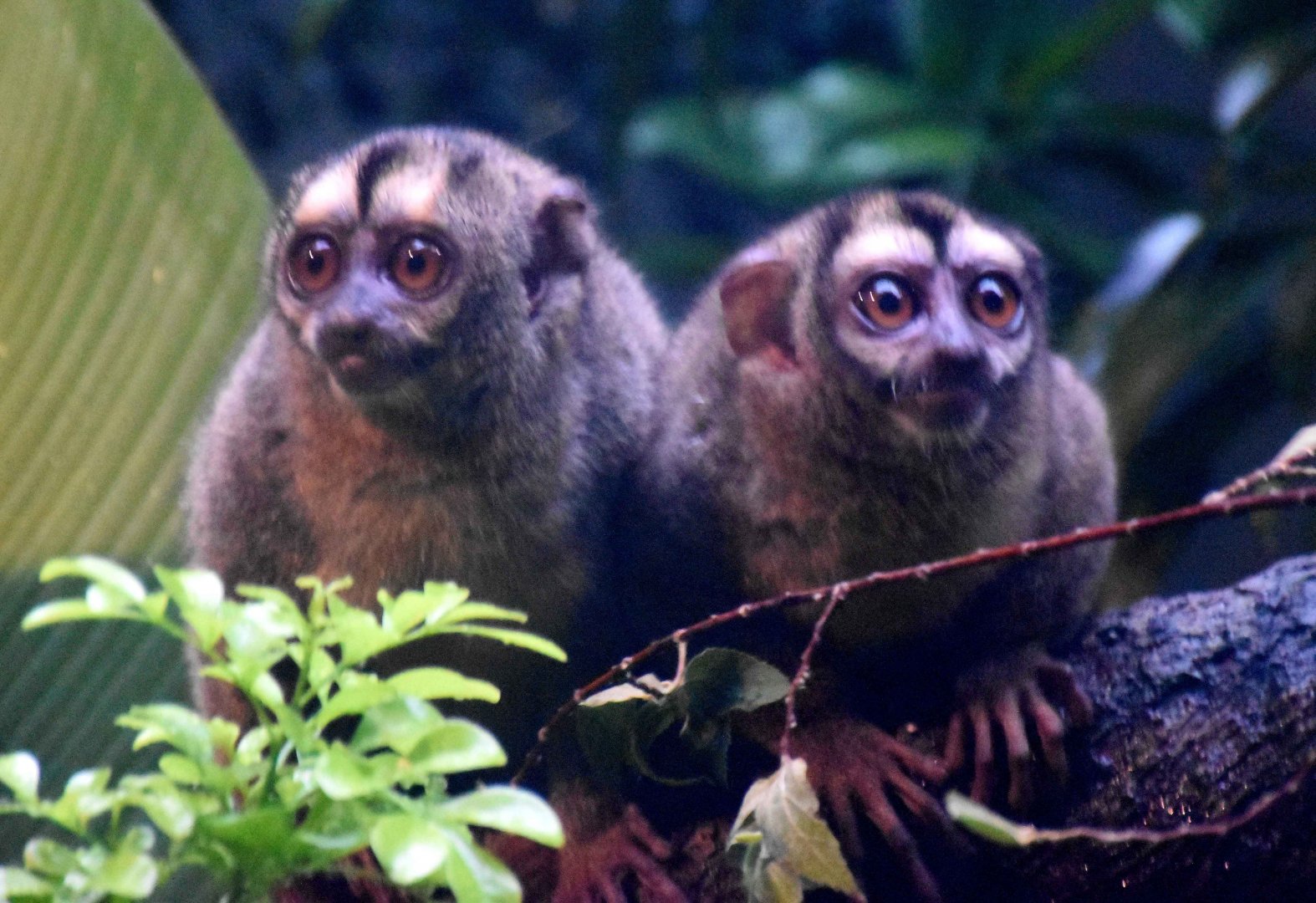 Grey-handed Night Monkeys (Aotus griseimembra)