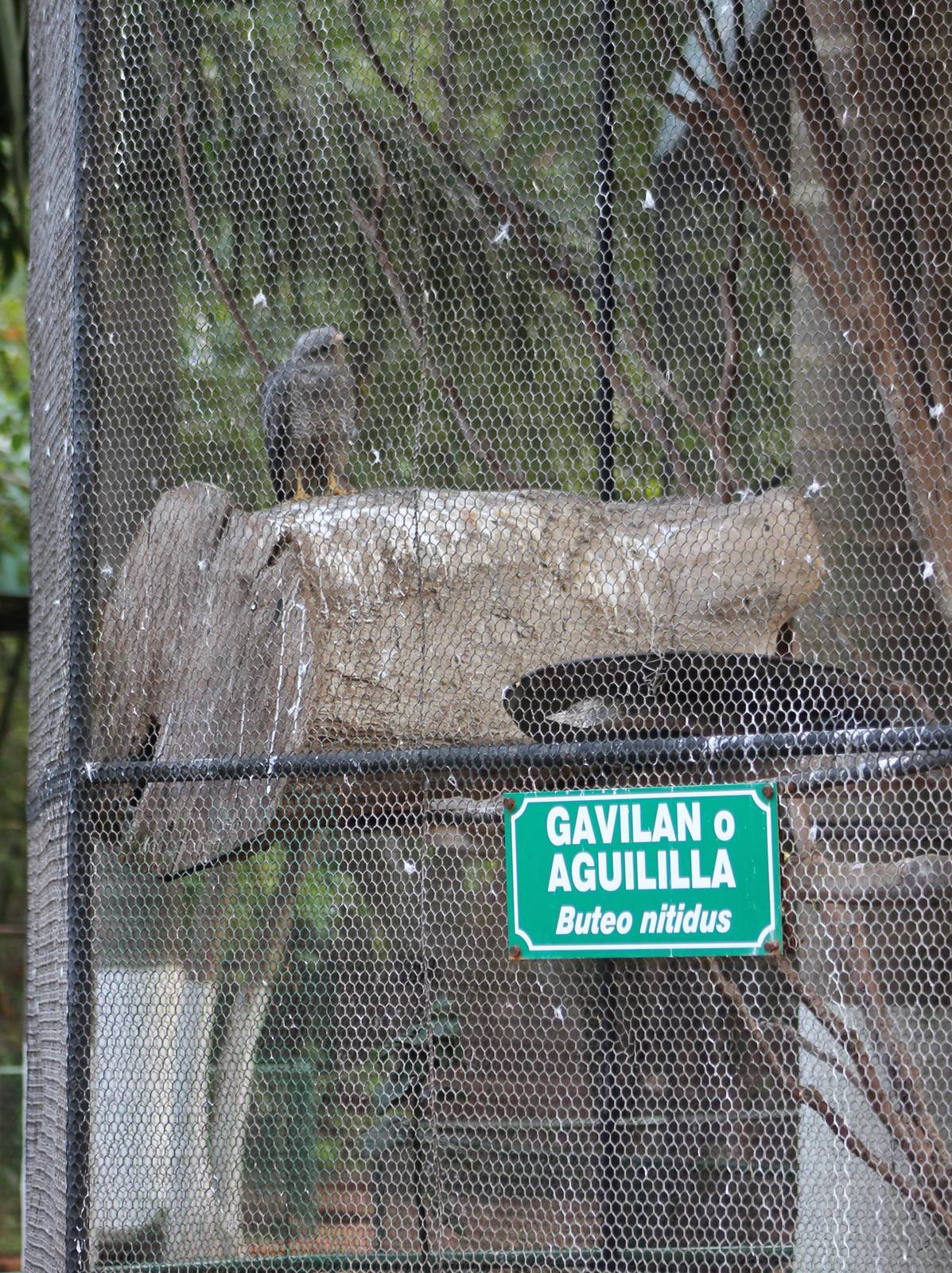 Grey hawk aviary
