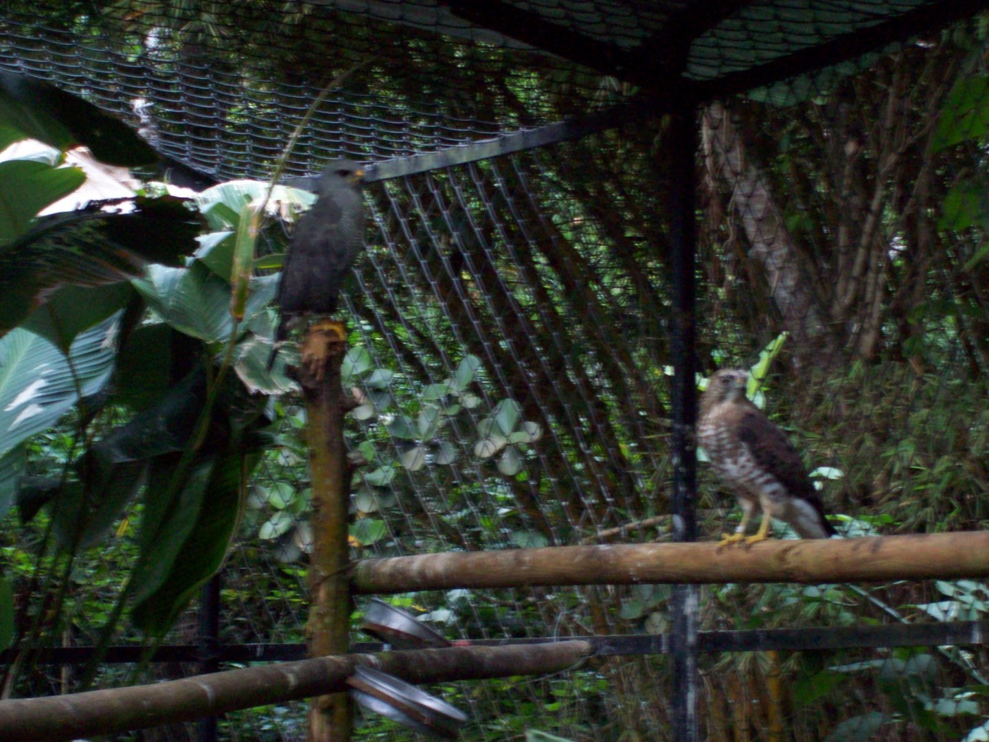 Grey Hawk & Broad-winged Hawk