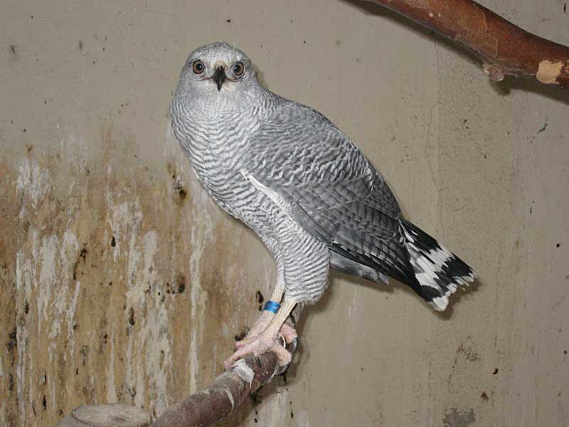 Grey Hawk (Buteo nitidus), November 2007