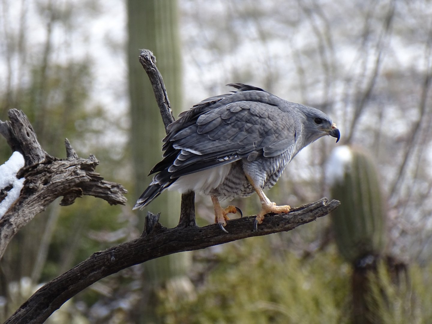 Grey hawk (Buteo plagiatus)