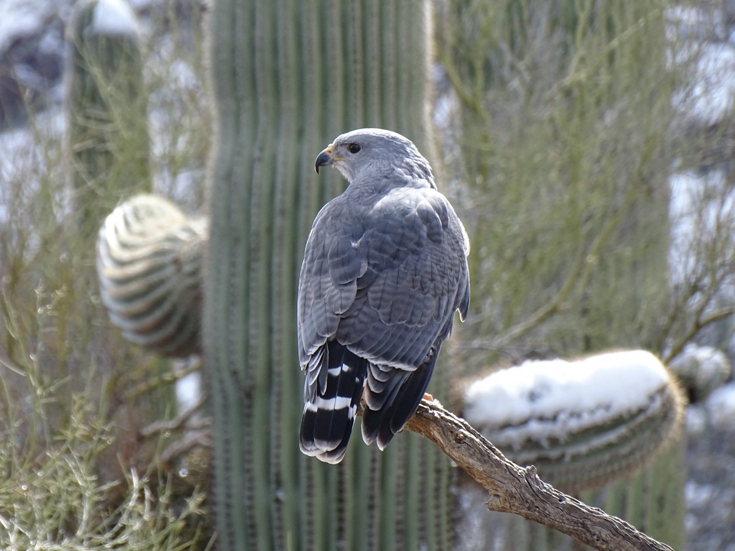 Grey hawk (Buteo plagiatus)