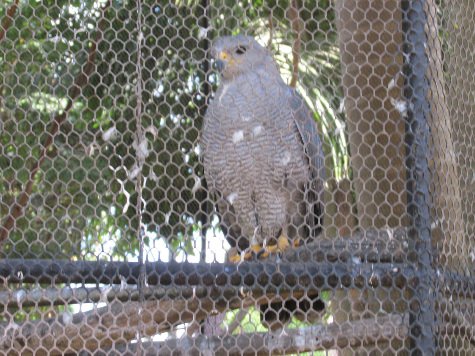 grey hawk centenario zoo