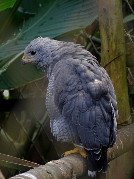 Grey Hawk